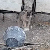 توله ماده عراقی از نسل شین خدر