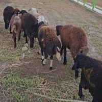 ده عدد بره نره کمر پر چاق خمیر قربانی گوسفند