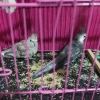 عروس هلندی معاوضه با جوجه سهره دارم