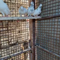 کفتر تیدی پاکستانی اصل