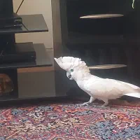 طوطی کاکادو دو کروپ نر۵ساله