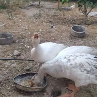 ۵عددقاز
