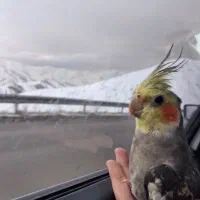 عروس هلندی گم شده