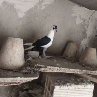 کبوتر|پرنده|تبریز, |دیوار