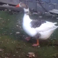 ۳عدد غازفروشی کاملا سالم