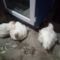 مرغ گوشتی کیلویی ۲۷۰۰۰۰