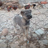 توله سگ عراقی