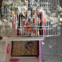 دوتا عروس هلندی با جوجه هاش