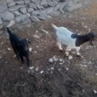 کهره|حیوانات مزرعه|بافت, |دیوار