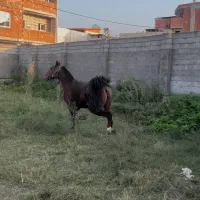 مادیان کرد اسب کرد(آبستن)