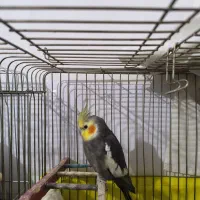طوطی هلندی جفت مولد