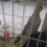 عروس هلندی ماده مست و سالم