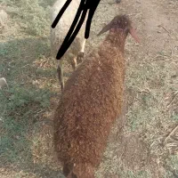 یک راس ماده بره