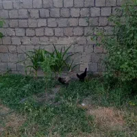با سلام مرغ عالی بفروش میرسد با خروس عالی