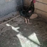 خروس