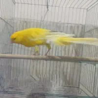 قناری رسمی بلند