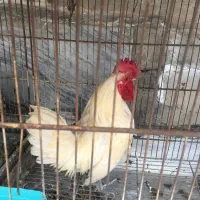 ۱عدد مرغ و یک عدد خروس مینیاتوری سبرایت