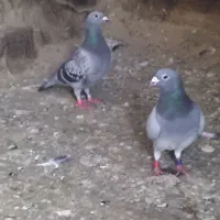 کبوترالمانی