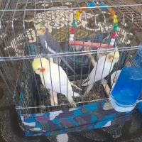 عروس هلندی مولد به همراه جوجه دان خور