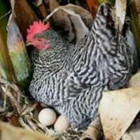 مرغ کرچ جوان آمروک