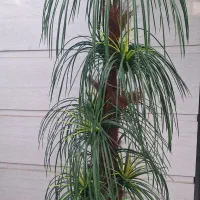 درختچه نخل تزیینی