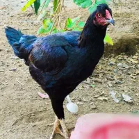 ماده مرغ افغان و دشتیاری