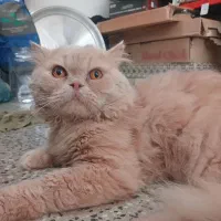 واگذاری گربه پرشین