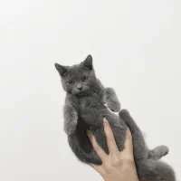 گربه اسکاتیش نر