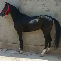 اسب عرب سیاه پنج نشان