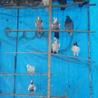 کفتر کفتر بازی