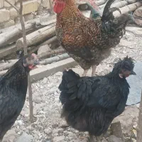 خروس جوان زیبا
