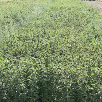 نعناع