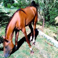 فروش کره مادیون