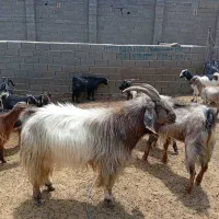 گمشده
