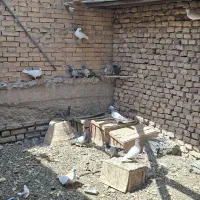 فروش تعدادی کبوتر بصورت یکجا