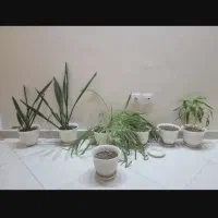 ۷ عدد گلدان پلاستیکی با گل