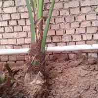 اهواز کوتعبدلله