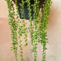 کاکتوس غوره ای