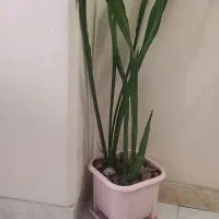 سانسوریا  مناسب  هدیه برای خانه و دفتر کار