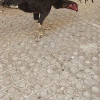 انواع نژاد مرغ و خروس