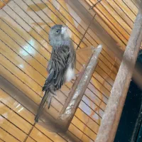 قناری ماده سوپر کشیده آماده جفت گیری
