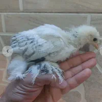 جوجه برهما