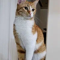گمشده