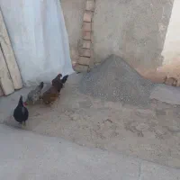 مرغ