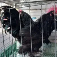 خروس سیاه ارسال و زبح رایگان