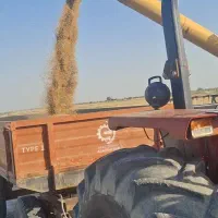 فروش گندم عمده 10 تن