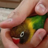 برزیلی رنگ خاص