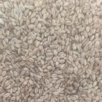 گندم پیشگام ابی تمیز