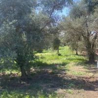 زمین-کشاورزی