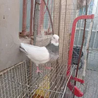 طوقی وسینه ای